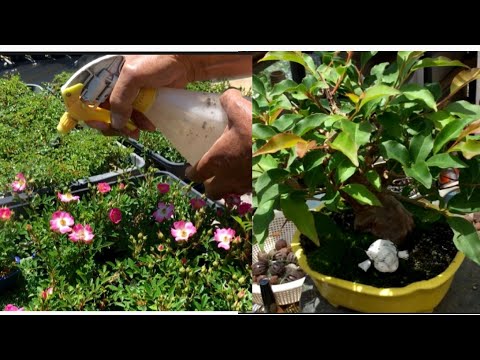 Видео: Тот факт, что существовала такая техника для завершения экстраординарного бонсай Химешара,