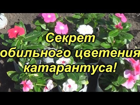 Видео: Секреты обильного цветения катарантуса- это нужно сделать уже сейчас!!!