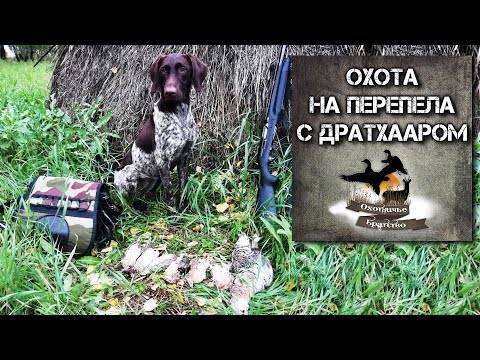 Видео: Охота на перепела с легавой | Охота с дратхааром 2020