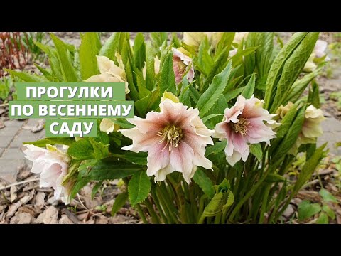 Видео: Продолжаем прогулки по весеннему саду