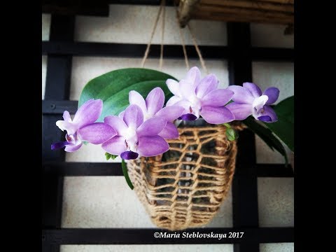 Видео: DORITAENOPSIS PURPLE MARTIN  - описание и основы ухода