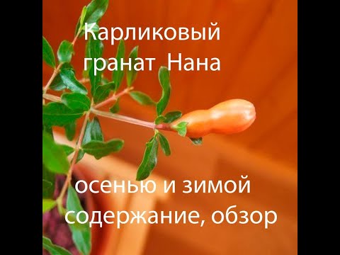 Видео: Комнатный гранат Нана зимой (2021год)