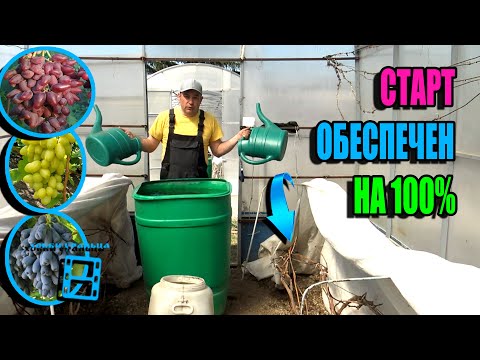 Видео: СУПЕР ЗАПУСК КОРНЕВОЙ СИСТЕМЫ ВИНОГРАДА. ЧЕМ ПОДКОРМИТЬ ВИНОГРАД ВЕСНОЙ? СЕВЕРНЫЙ ВИНОГРАДНИК 23-18