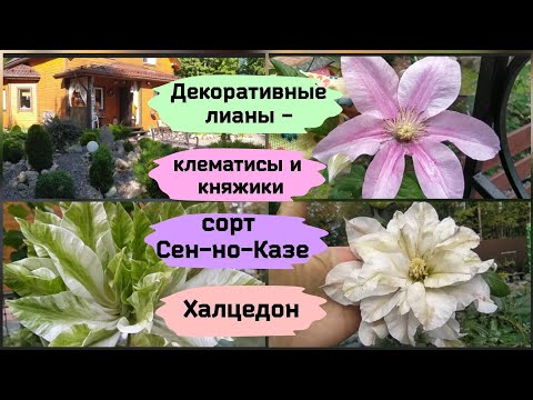 Видео: Декоративные лианы - клематисы и княжики. Сорт Сен-но-Казе и Халцедон.
