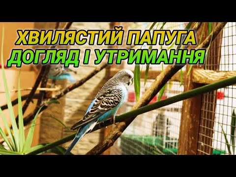 Видео: Хвилясті папуги - догляд і утримання в домашніх умовах