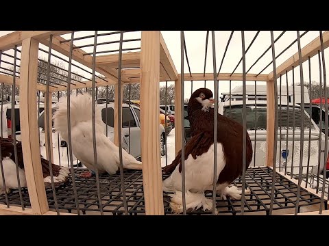 Видео: ВИСТАВКА-ЯРМАРОК ТВАРИН І ПТАХІВ 🐦!!! ВАШКІВЦІ!