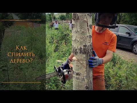 Видео: Как правильно валить дерево? И пара советов по безопасности.