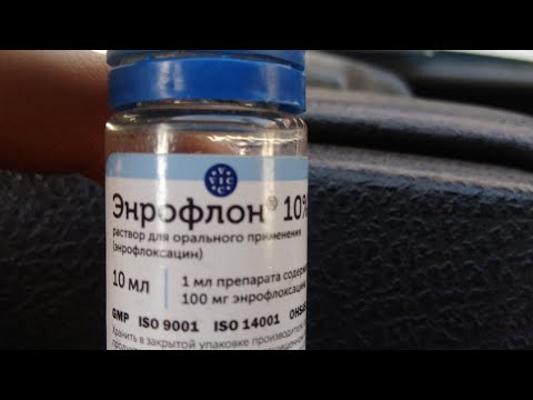 Видео: Пропойка гусят от инфекций!