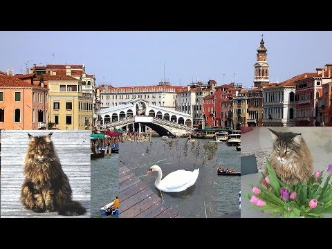 Видео: Котики, Венеция и белый лебедь, который передумал