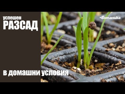 Видео: Как се прави разсад