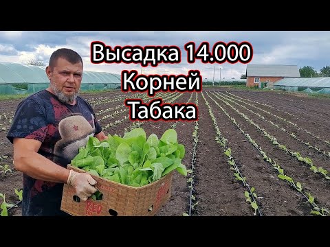 Видео: [Высадка Табака в Грунт]  Под Капельное Орошение