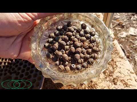 Видео: как сделать бусины(маслины) из эбонита.