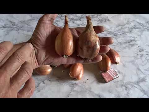 Видео: Лук шалот (сорокозубка).