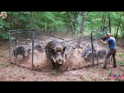 Видео: Невероятно! Дикий кабан, попавший в ловушку, сходит с ума — охотник вынужден дать отпор!