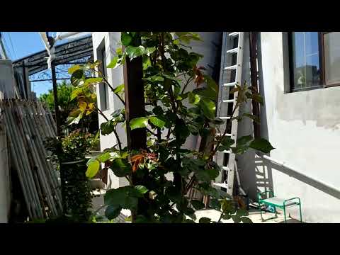 Видео: Как дешево и просто подвязать плетущуюся розу. #сад #весна #розы #лайфхаки