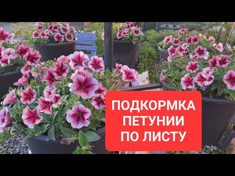 Видео: ПОДКОРМКА ПЕТУНИИ ПО ЛИСТУ ДЛЯ ПЫШНОГО И ОБИЛЬНОГО ЦВЕТЕНИЯ. НА КАКОЙ СТАДИИ ДАТЬ ТАКОЕ ПИТАНИЕ.