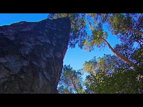 Видео: Подготовительный курс Цигун   в прямом эфире! Всем 🌲 Привет !