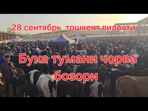 Видео: Тошкент вилояти Бука тум чорва бозори СИГИРЛАР КАТОРИ 28.09.2025