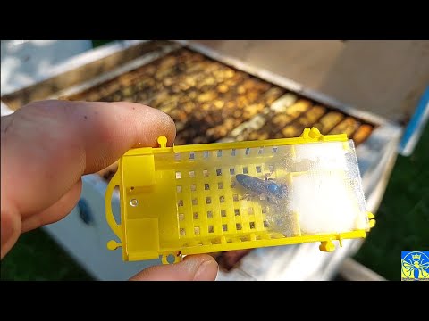 Видео: Підсадка бджоломатки в основну сім'ю, прийом 99.9% (05.06.25) 💪🐝💪