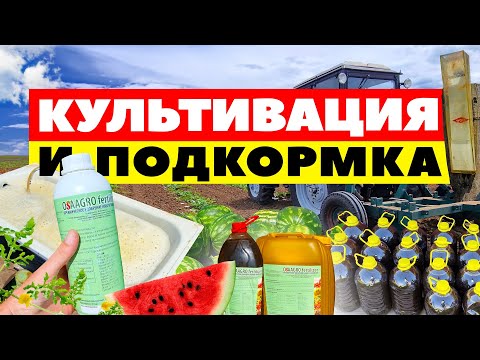 Видео: Культивация и подкормка 🚜🍉💦 23 06 23