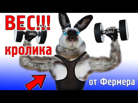 Видео: Не кроются крольчихи, что делать?