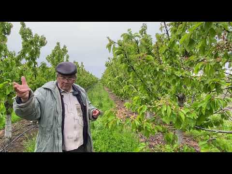 Видео: Как правильно подобрать опылители к основным сортам черешни.