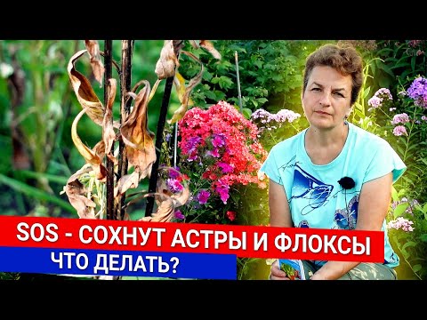Видео: SOS - cохнут астры и флоксы - что делать?