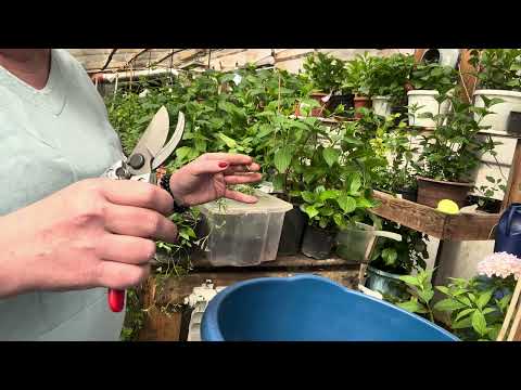 Видео: Размножить клематис весной легко. Результат 💯.