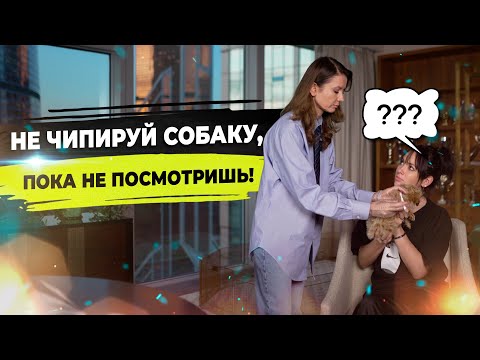 Видео: Чипирование собаки. Питомник мальтипу в Москве.
