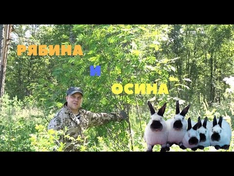 Видео: Рябина и осина на корм кроликам / Профилактика малокклюзии