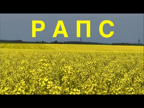 Видео: РАПС. ТЯЖЕЛО всходил. ХОРОШО цветет