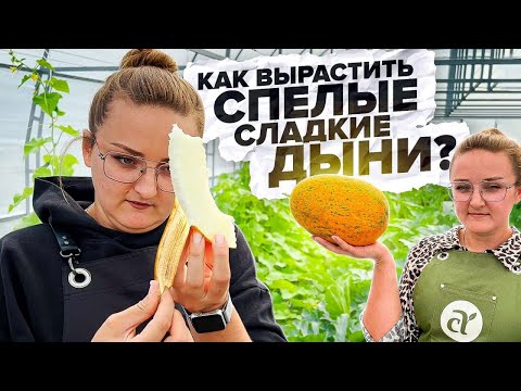 Видео: СЛАДКИЕ ДЫНИ. КАК ВЫРАСТИТЬ?