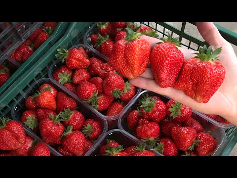 Видео: ПЕРШИЙ ЗБІР полуниці в 2024 році!