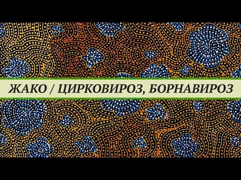 Видео: Жако выкормыш с цирковирозом и борнавирозом. Птенец погиб. Где купить здорового попугая?