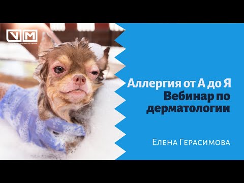 Видео: Аллергия от А до Я. Вебинар по дерматологии