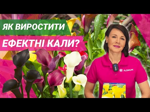 Видео: КАЛИ В ГОРШКУ | Всі секрети вирощування // КАЛЛЫ В ГОРШКУ  | Все секреты выращивания