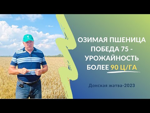 Видео: Озимая пшеница Победа 75 - урожайность более 90 ц/га | Жатва-2023 в Ростовской области #словоаграрию