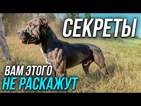 Видео: ПИТБУЛЬ ТРЕНИРОВКА - САМАЯ СИЛЬНАЯ СОБАКА