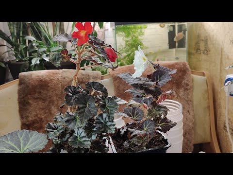 Видео: Мои бегонии 28.12.2024