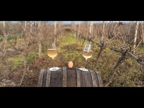 Видео: Как да избистрим мътно вино с яйчен белтък