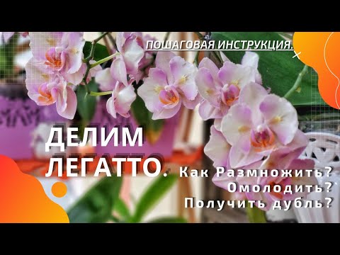Видео: Как омолодить фаленопсис. Или как получить дубль редкого сорта.Делим фаленопсис! Получаем детку.