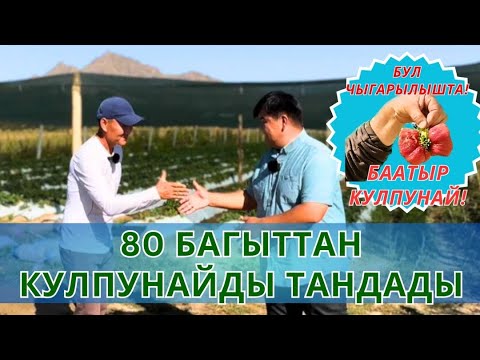 Видео: 80 багыттан КУЛПУНАЙДЫ тандады, БААТЫР кулпунай 203 грамм.
