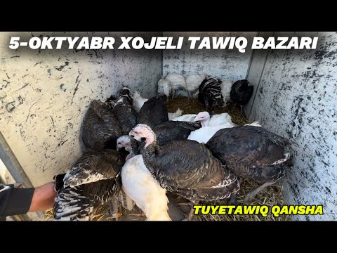Видео: 5-ОКТЯБРЯ ХОЖЕЛИ ТАУЫК БАЗАРЫ БАХАЛАРЫ ТУЙЕТАУЫК КАНША БАХАСЫ