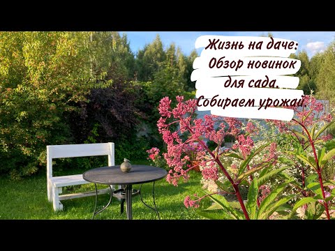 Видео: Жизнь на даче: Обзор новинок для сада. Собираем урожай.