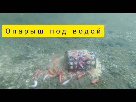Видео: Что происходит с опарышем под водой?