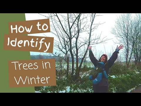 Видео: Как распознавать деревья зимой в Лесной школе – Winter Tree Identification UK