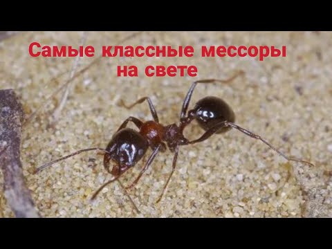 Видео: Самые крутые мессоры для всех киперов