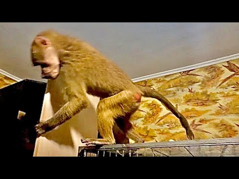 Видео: КОШМАР! Люська за 15 минут РАСКРУТИЛА ВОЛЬЕР и уничтожила комнату! А Влад ладе за это  ее НЕ РУГАЕТ!