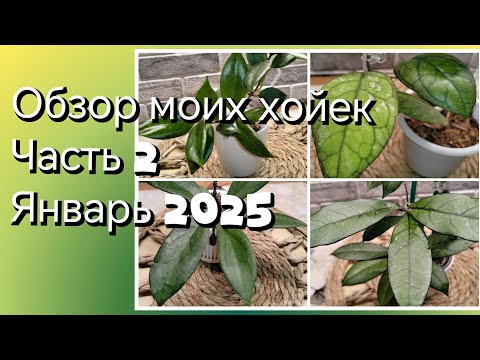Видео: Обзор коллекции моих хойек | Часть вторая | Январь 2025