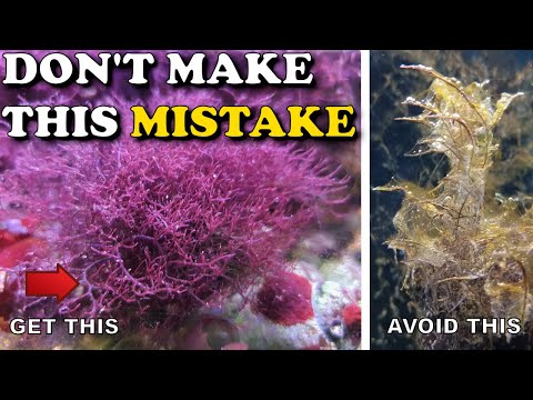 Видео: Самая большая ошибка при выращивании макроводорослей на рифе